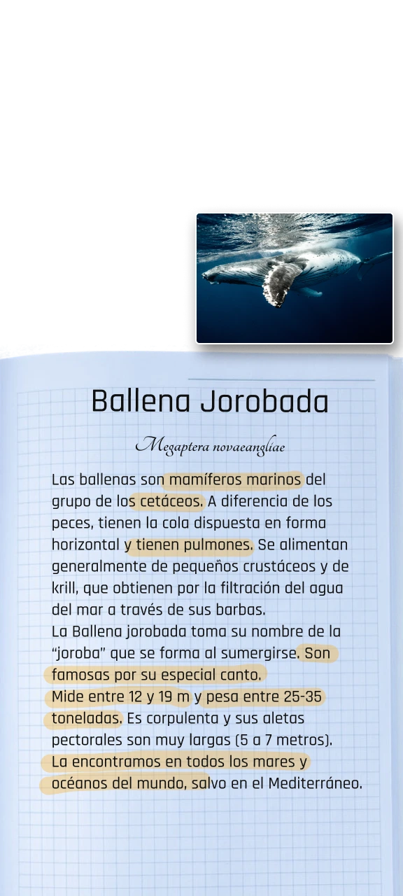 Carpeta Info Ballena Mobile